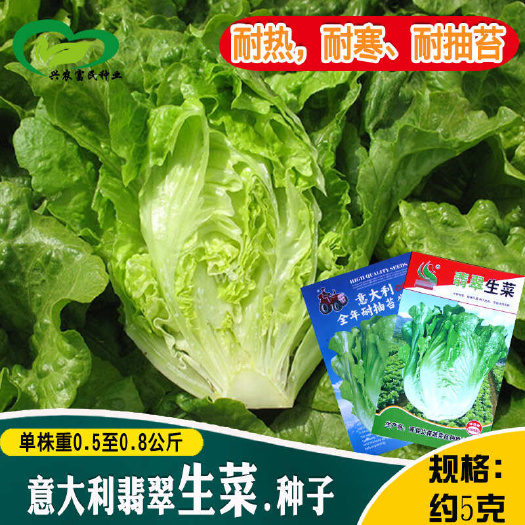 意大利全年耐热耐抽苔生菜种子四季农田菜园柔嫩生菜蔬菜种子