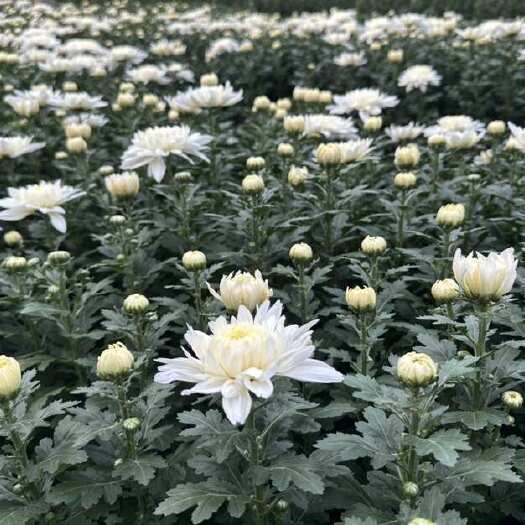 东海县优质黄白菊花 花圈观赏花卉 个人种植 库存十万株 质优实惠