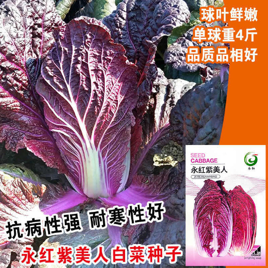 紫白菜种子千宝菜紫玉大白菜农田菜园国外引进富含花青素