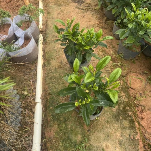 非洲茉莉30-40高
