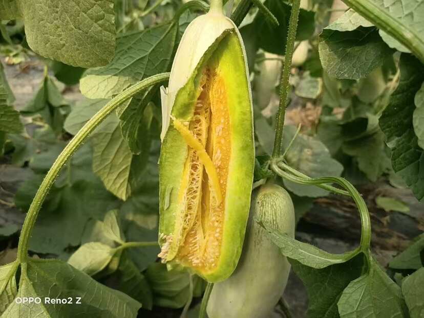 莘县博洋甜瓜  博洋61大量供货上市，货源充足，价格便宜品种齐全