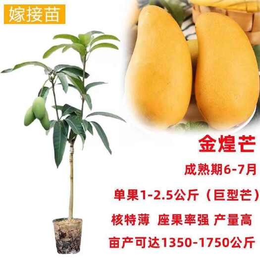灵山县广西灵山优质金煌芒贵妃芒果苗 健壮水果种苗批发零售