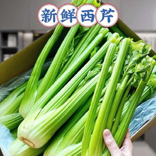 【水果榨汁西芹】无筋无丝脆嫩多汁,榨汁/凉拌芹菜支持一件代发