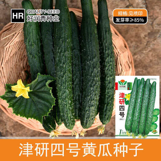 河间市津研四号黄瓜种子早熟农田菜园基地嫩脆短把青皮青肉青瓜蔬菜籽