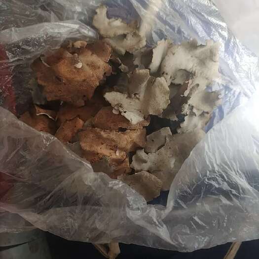 城口石耳