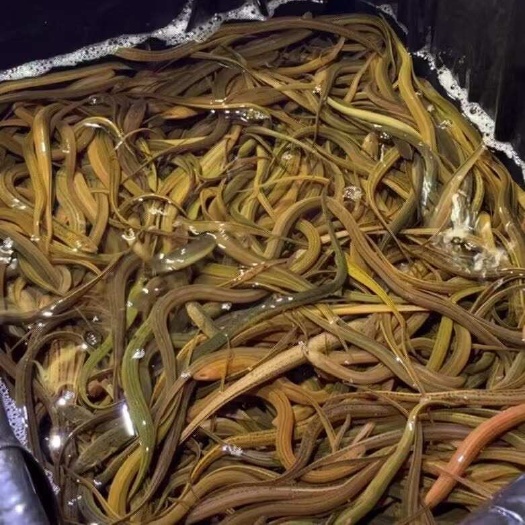 南充四川南充新鲜黄鳝花鳝活鱼批发供应水产食材