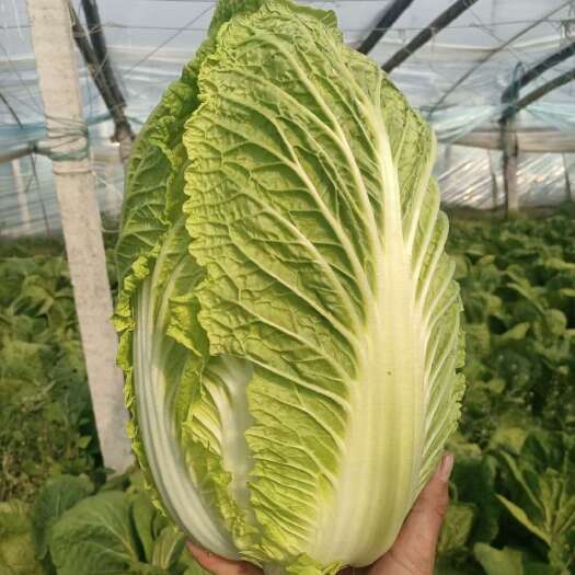 黄心白菜，矮颗精品，市场电商加工厂