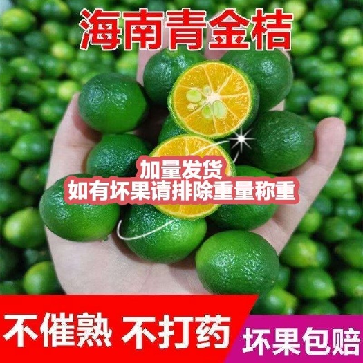 文昌市海南青金桔 小青桔  新鲜采摘 奶茶店小金桔 果味纯正调