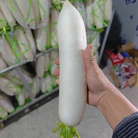 四川南充精品白萝卜