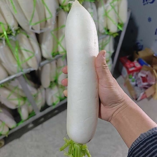 蓬安县四川南充精品白萝卜