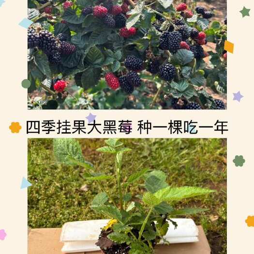 昆明云南无刺黄泡无刺黑泡红树莓黑树莓四季黑泡奶油泡