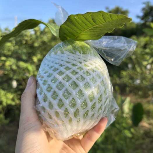 漳州漳州长泰新鲜西瓜红番石榴水果热带特产新鲜健康营养丰富水果