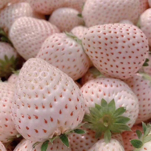 高端多彩草莓