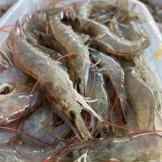 海捕小海虾