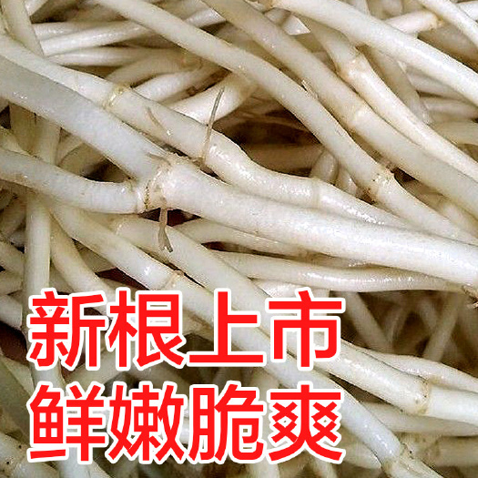随县湖北随州新鲜鱼腥草批发 产地直发 现货供应