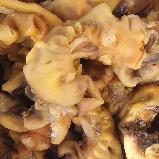 德州￼全熟纯干牛蹄筋火锅食材饭店炒菜专用纯干货量大，可以，小刀