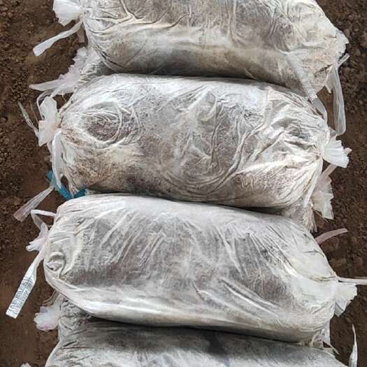 冠县山东聊城冠县产优质灵芝菌棒 初级农产品中药材滋补佳品
