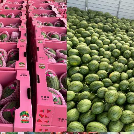 潍坊小糖丸西瓜批发 山东精品小糖丸 一手货源 专业代收代发