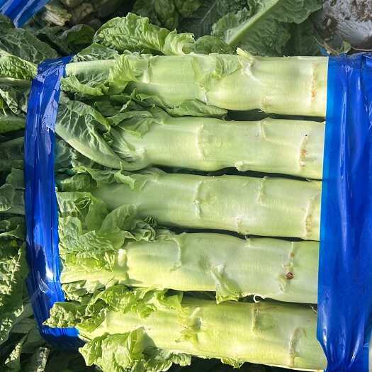 沂南县莴苣蔬菜大量有货