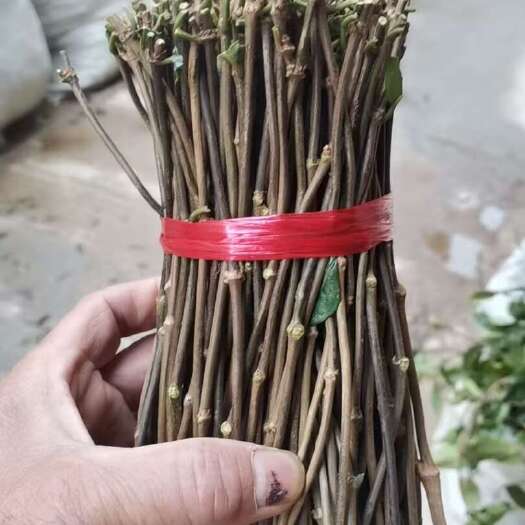 肇庆巴戟苗，巴戟插扦苗，快递包邮