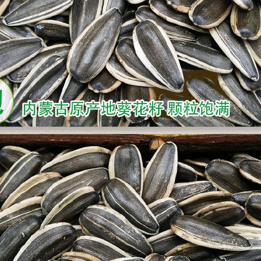 巴彦淖尔内蒙古自场地瓜子