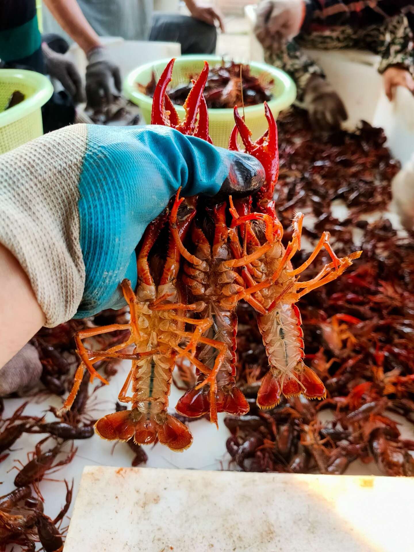 【精选】湖北清水小龙虾 基地直发 规格齐全 价格实惠