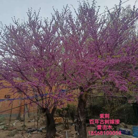 灵宝市河南灵宝优质紫荆灌木苗木基地百年古树嫁接的紫荆 山货
