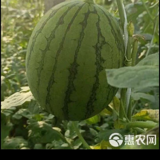 聊城大量供应小礼品西瓜，甜王西瓜，质量有保征，观欢迎来采购！