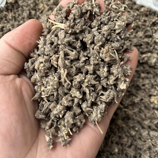 桃江县纯猫爪草，自然生长，0农药0化肥，太阳晒干。