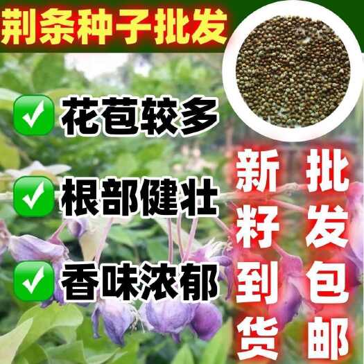 南京荆条种子 护坡灌木种子 道路护坡 铁路护坡花卉黄荆种子 护坡