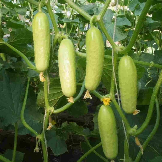 山东中农脆玉3号小黄瓜