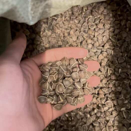 广州辣木籽 大颗粒饱满辣木籽 优质大量批发