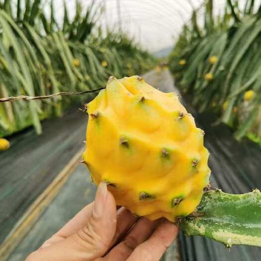 云霄县新鲜燕窝果 当日采摘现发货