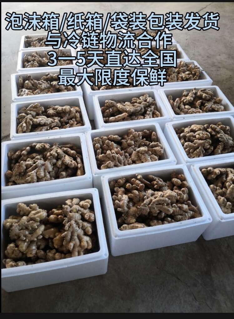云南小黄姜生姜老姜电商货市场货通货精选货。自用、摆摊零售批发