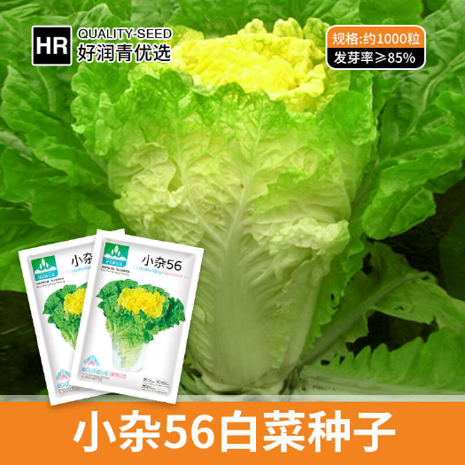 北京小杂56黄心白菜种子农田菜园早熟叶片柔嫩黄心白菜种子