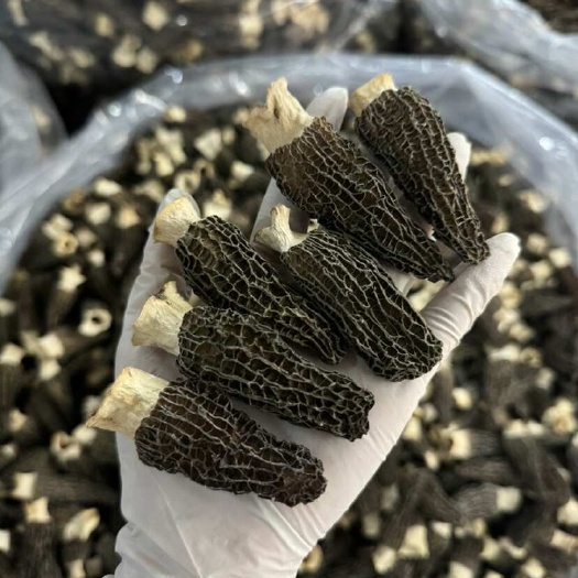 广州头茬四川好货 厚肉六妹羊肚菌 高品质 实拍图 量大价格可谈