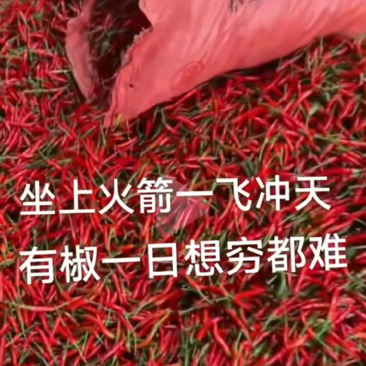 儋州市海南儋州朝天椒