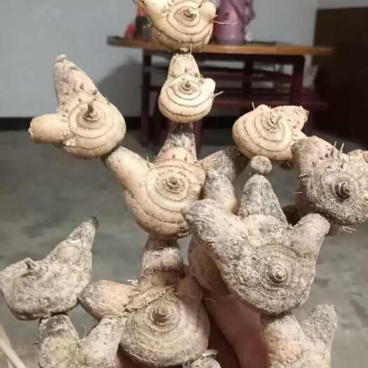 固阳县白及白芨片旱白芨三叉白及白芨个子货