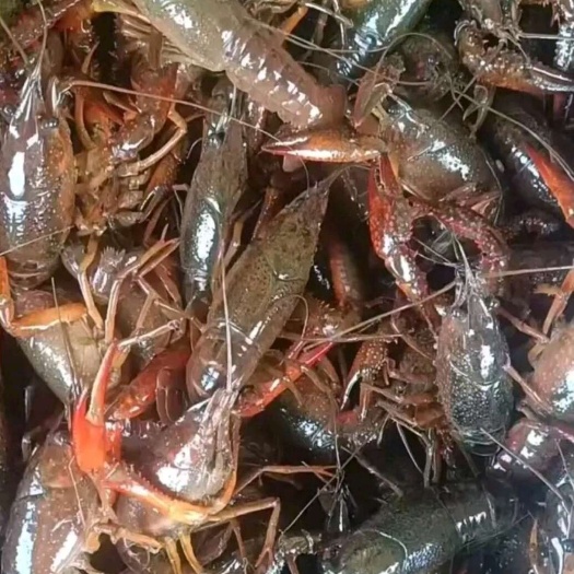 监利市小龙虾