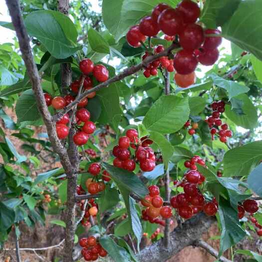 攀枝花攀枝花小樱桃
