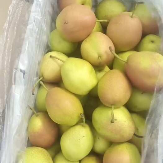 辛集市红香酥精品 大量有货 对接电商超市产地直销