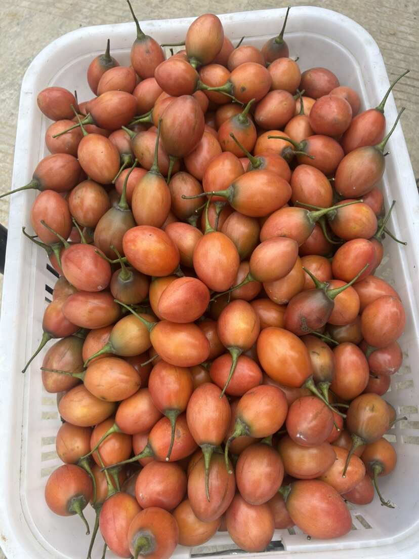 树番茄