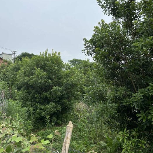全州县杨梅树