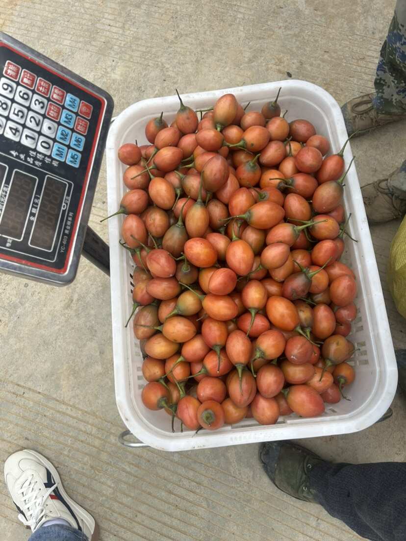 树番茄