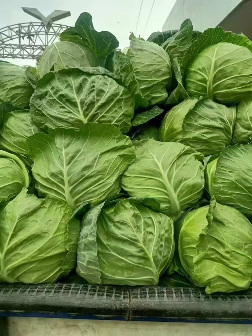 河南焦作新鲜绿包菜产地直发优质甘蓝类蔬菜