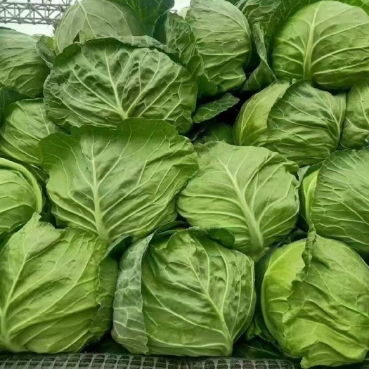 博爱县河南焦作新鲜绿包菜产地直发优质甘蓝类蔬菜