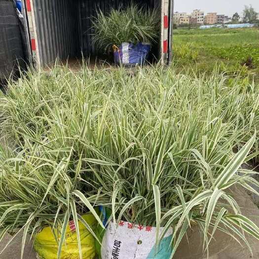 博罗县花叶芦竹 基地长期供应中