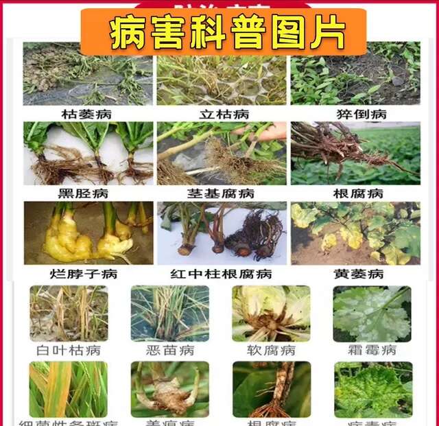 甲霜恶霉灵氯溴异氰尿酸番茄青枯病溃疡病草莓根腐病枯萎病农药