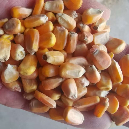 沈阳辽宁中粮二等玉米100万吨2005每吨