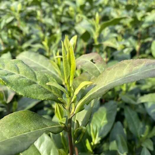 建德市安吉白茶，高山白茶，自家种植